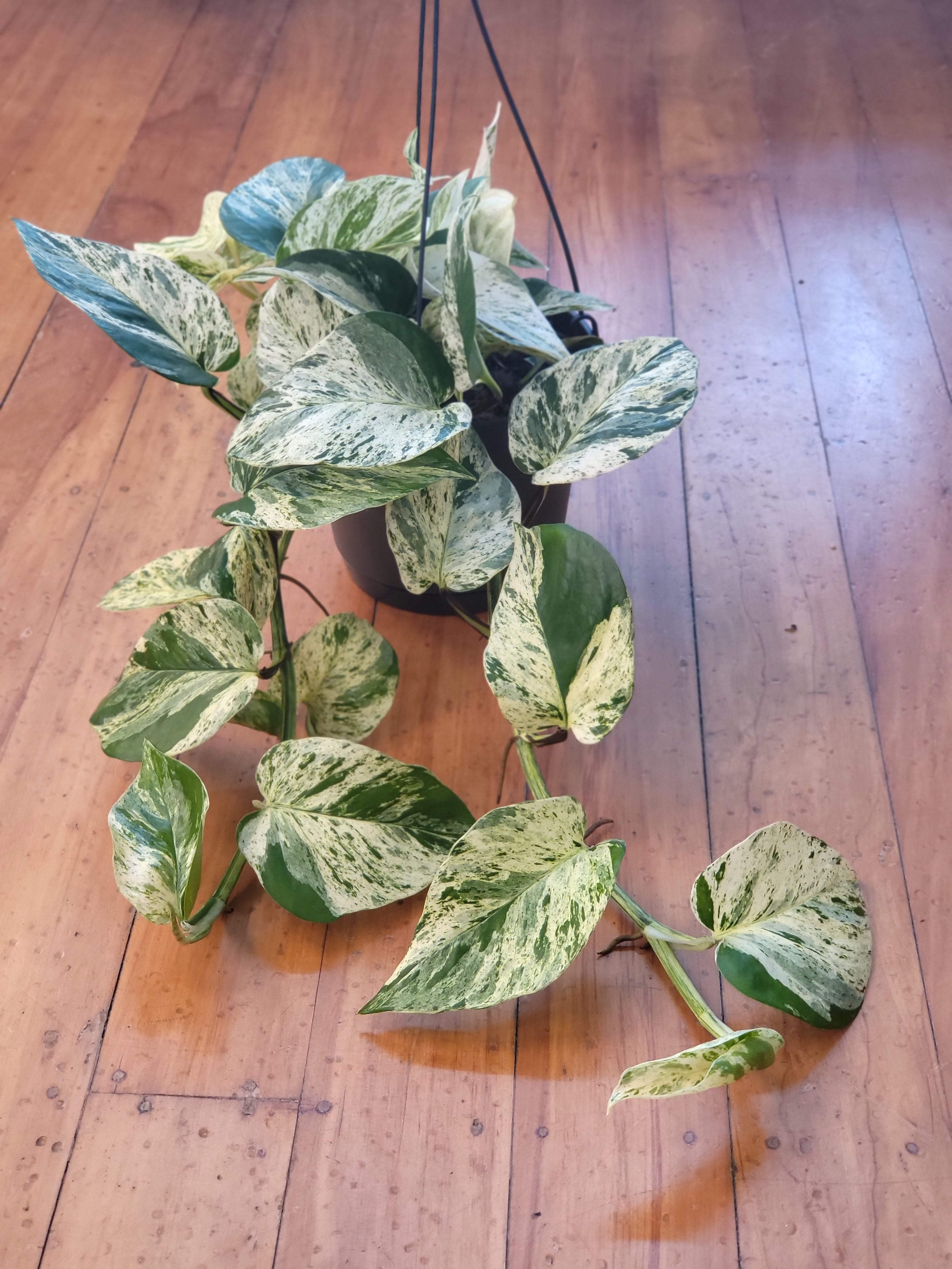 Epipremnum Aureum Marble Queen Pothos The Power Plant 5748