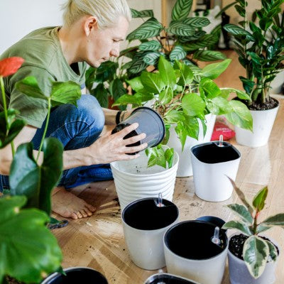 The Surprising Benefits of Growing Houseplants in Small Pots