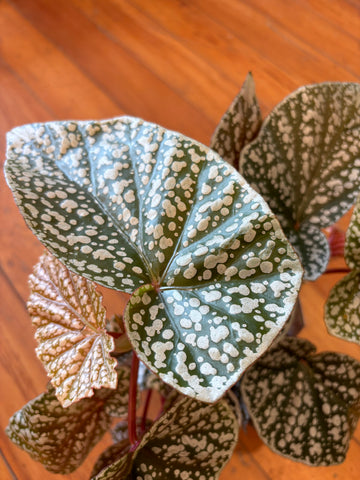 Begonia Snow Capped 12cm