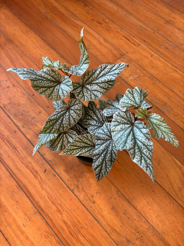 Begonia Don Miller 12cm