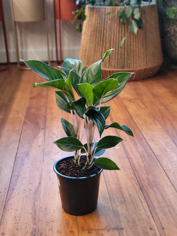 Aglaonema Sapphire 12cm