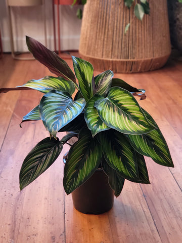 Calathea Beautiful Star 12cm