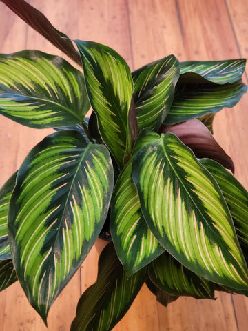 Calathea Beautiful Star 12cm