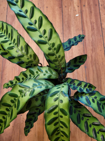 Calathea Insignis 12cm