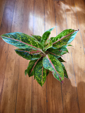 Aglaonema Nightsparkle 12cm