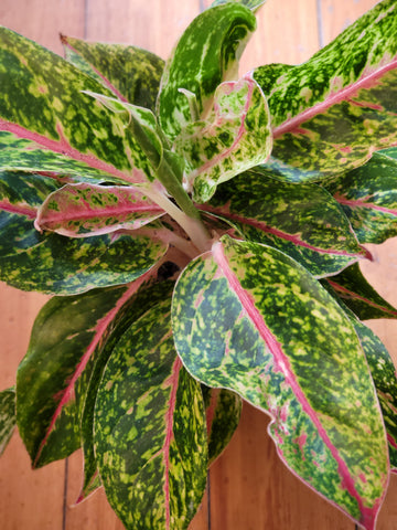 Aglaonema Nightsparkle 12cm