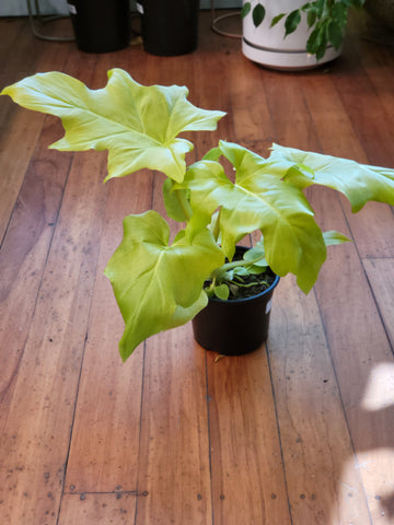 Philodendron Selloum Golden 14cm