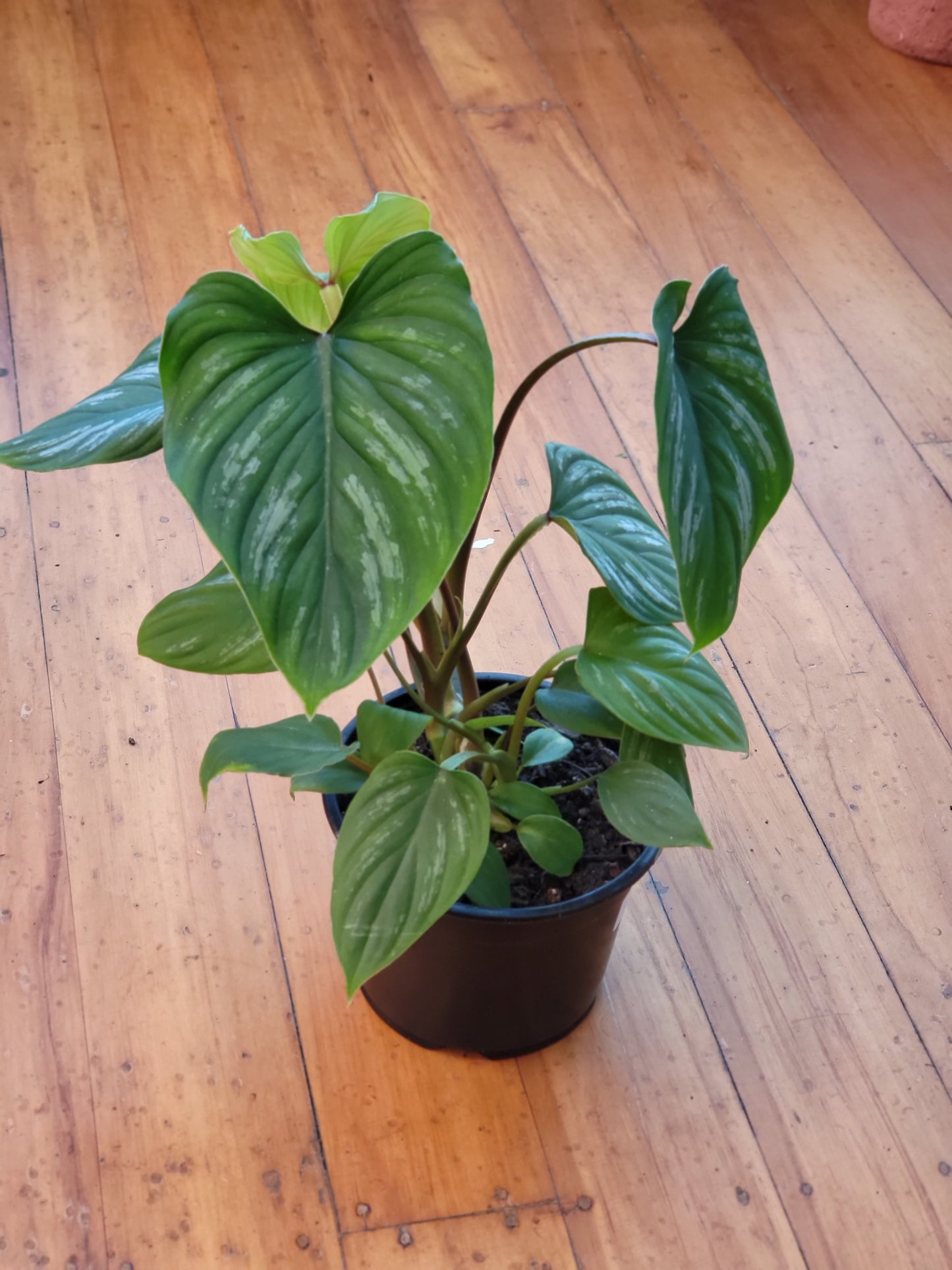 Philodendron Mamei 14cm