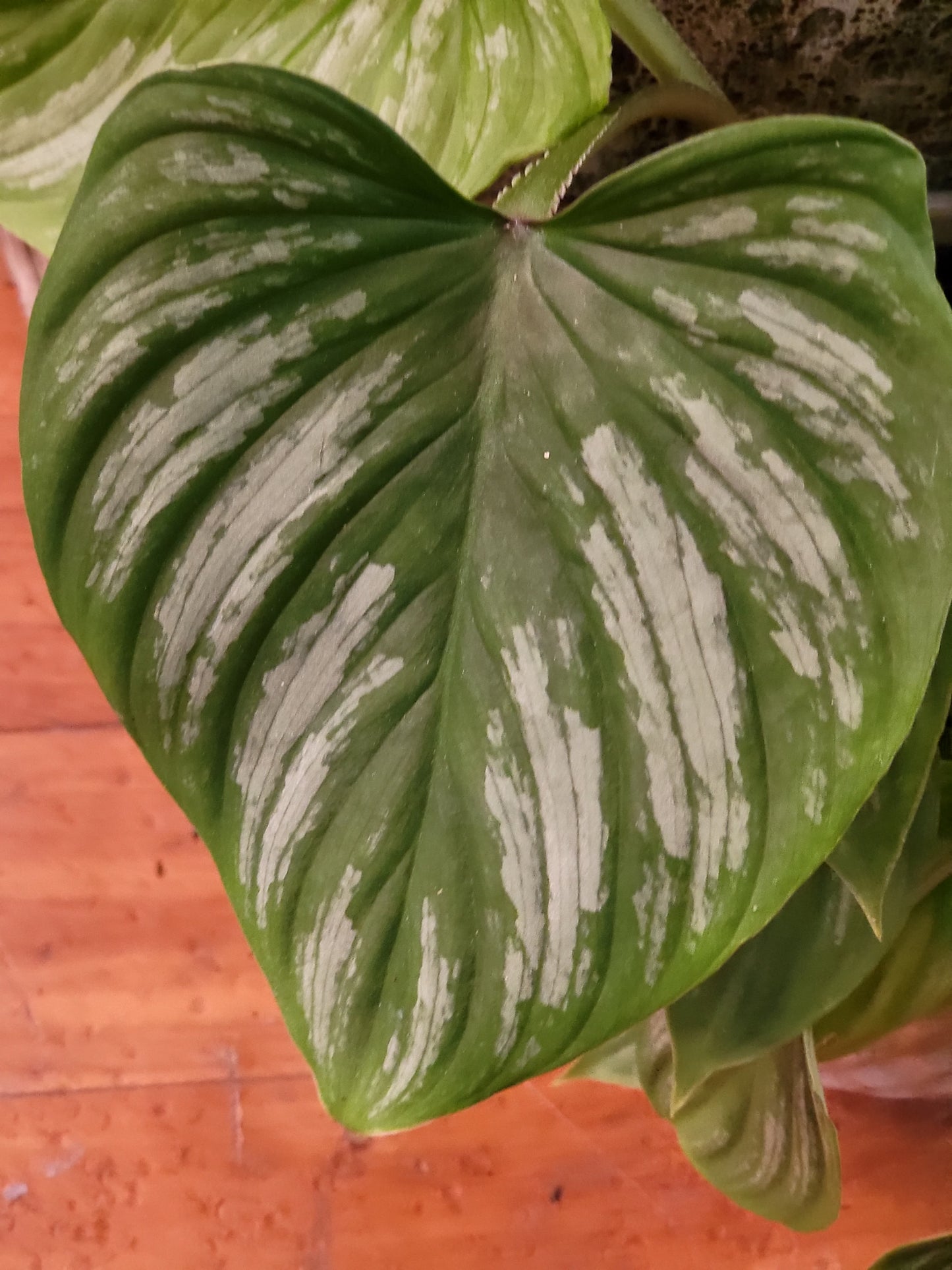 Philodendron Mamei 14cm