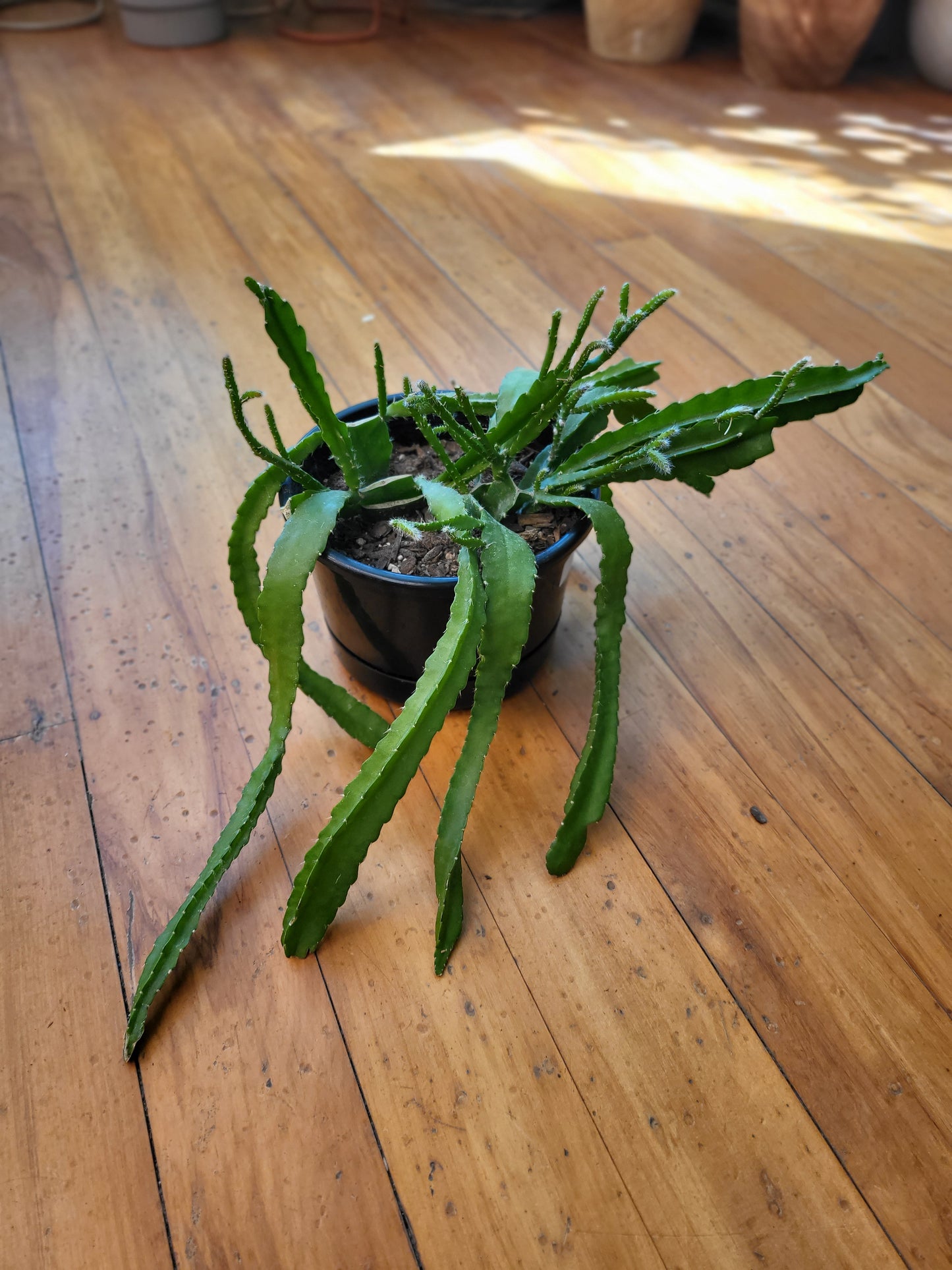 Epiphyllum 'Orchid Cactus' 17cm Basket