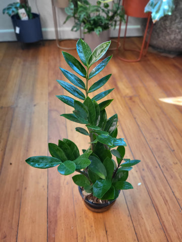 Zamioculcas Zamiifolia 'ZZ' 14cm