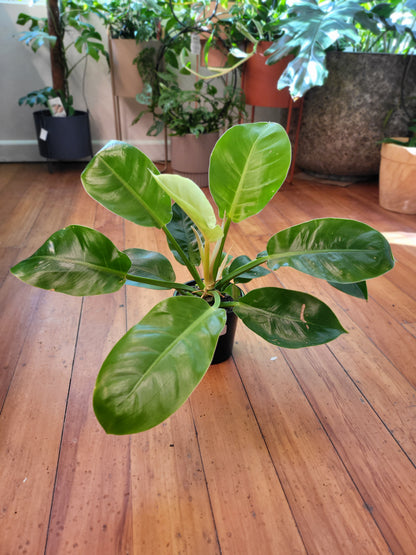 Philodendron Imperial Golden 12cm