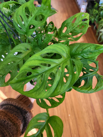 Monstera Adansonii 'Monkey Mask' 17cm Basket