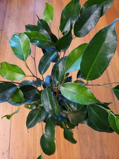 Ficus Benjamina Nikita 12cm