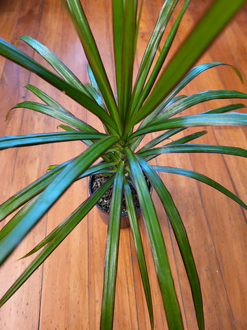 Dracaena Marginata 12cm