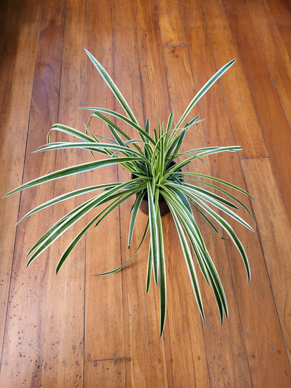 Chlorophytum (Reverse Spider Plant) 12cm
