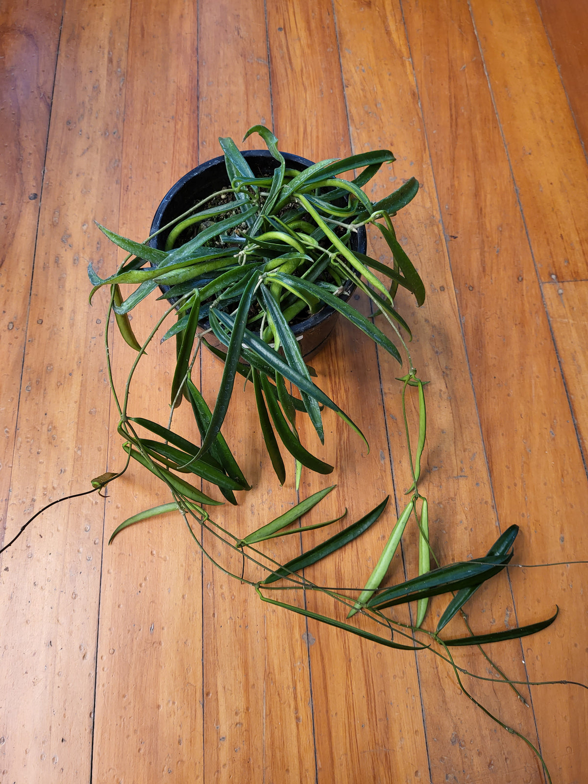 Hoya Shepherdii 17cm Basket