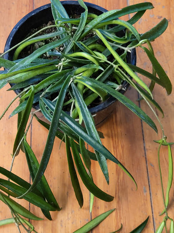 Hoya Shepherdii 17cm Basket