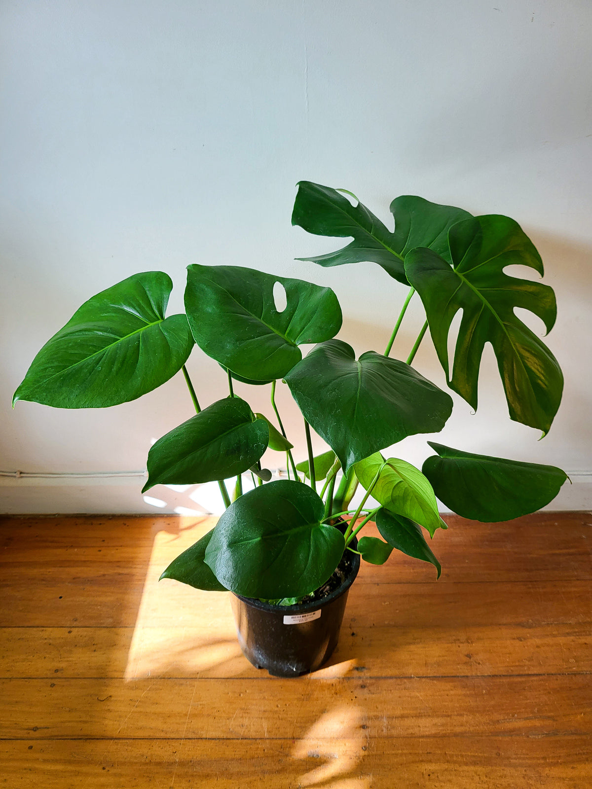 Monstera Deliciosa