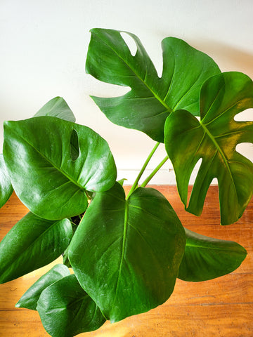 Monstera Deliciosa