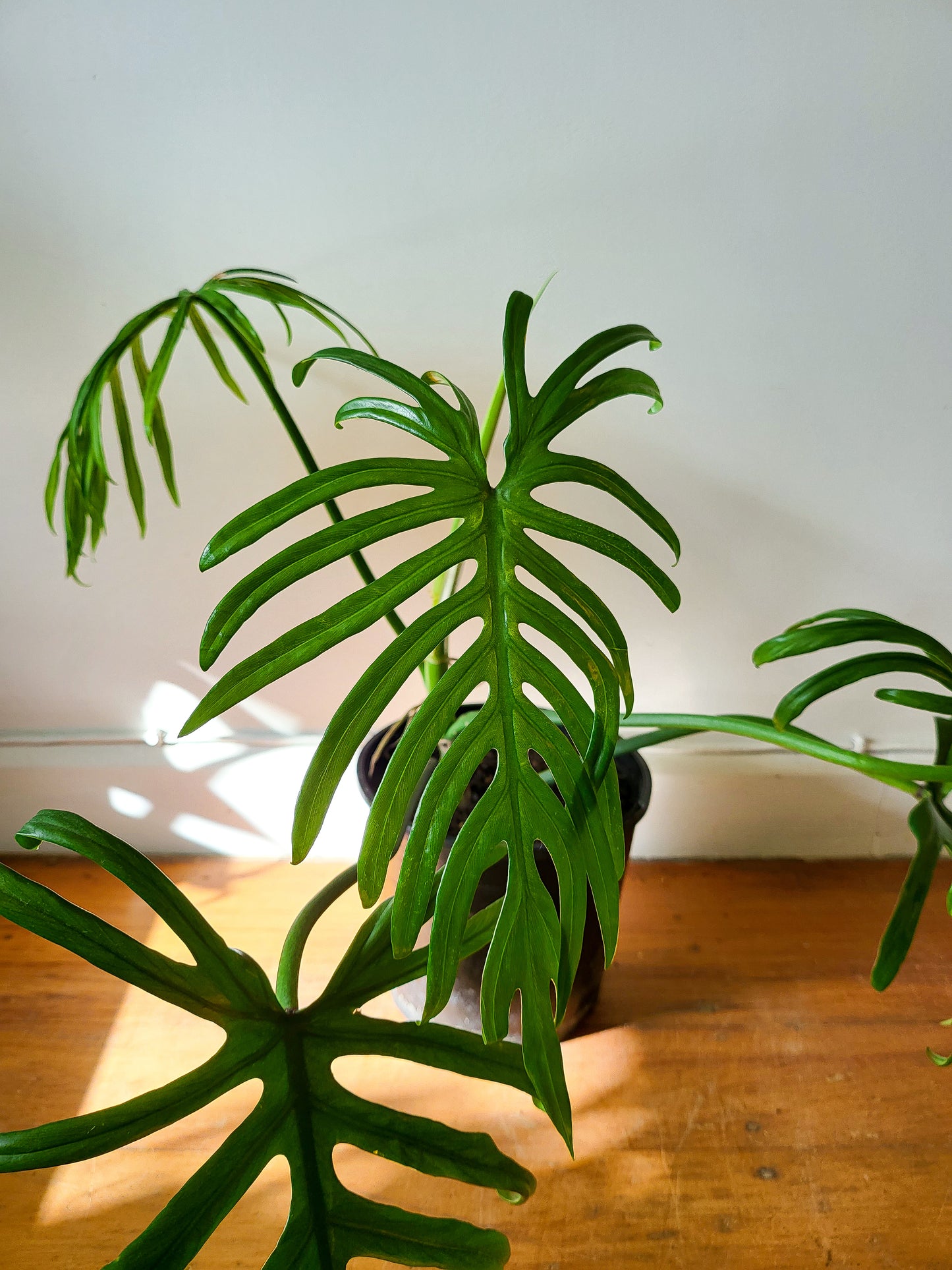 Philodendron Elegans #1