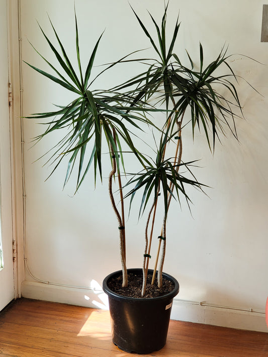 Dracaena Marginata Multi Planted 25cm