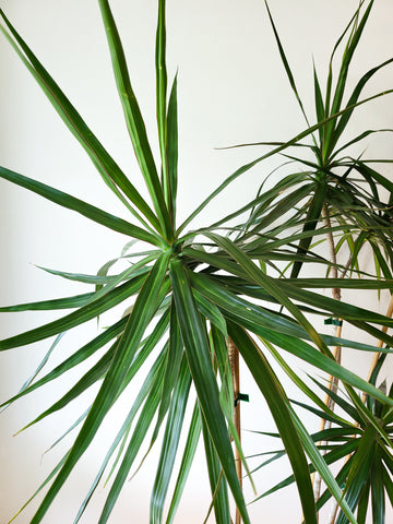 Dracaena Marginata Multi Planted 25cm