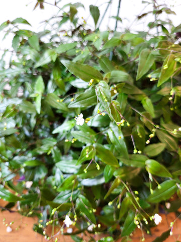 Gibasis Pellucida 'Bridal Veil' 25cm Basket