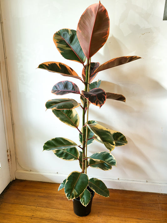 Ficus Ruby 17cm