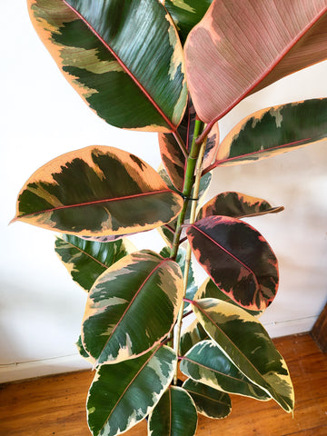 Ficus Ruby 17cm