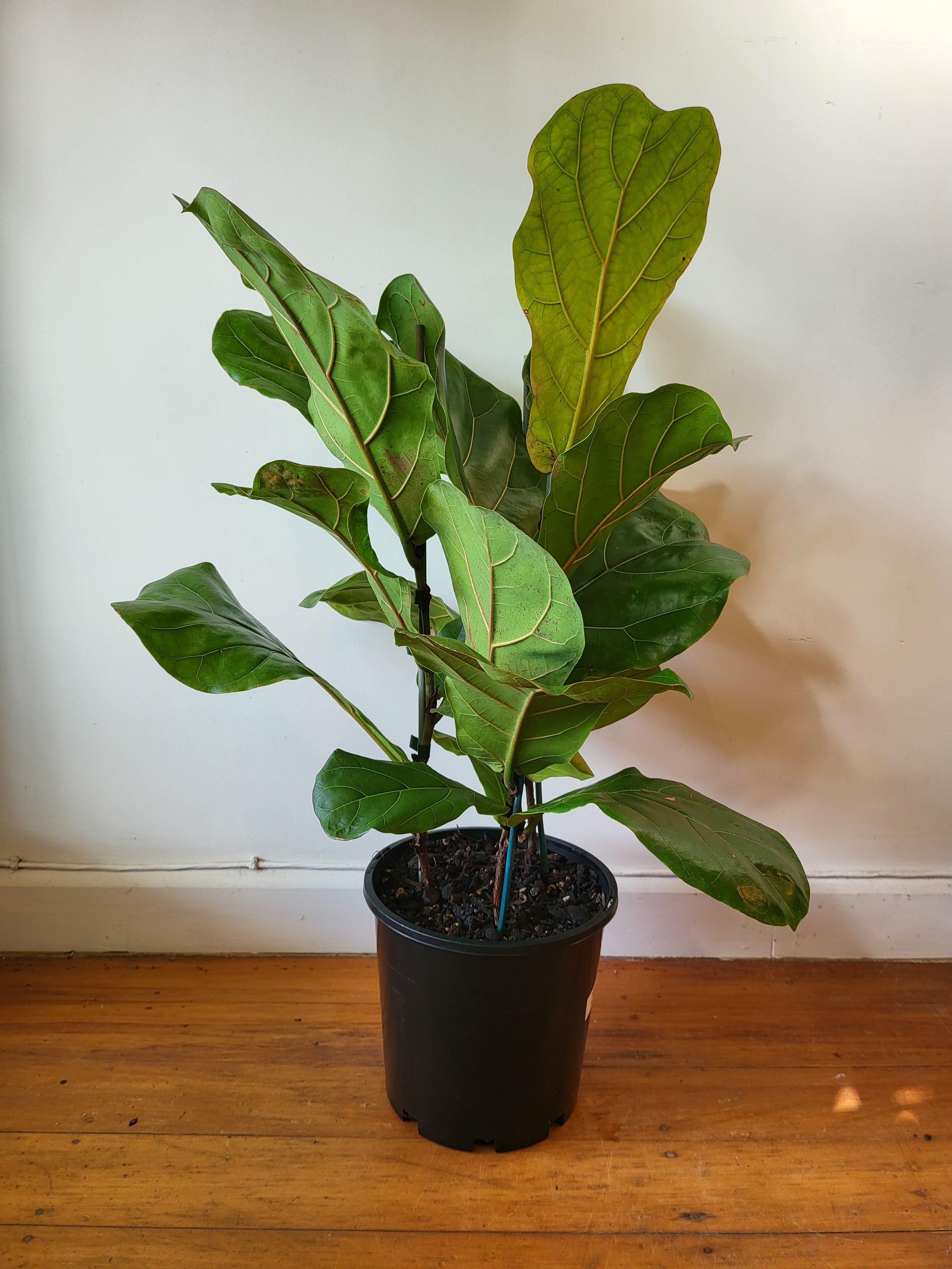 Ficus Lyrata Triple 'Fiddleleaf Fig' 20cm – The Power Plant