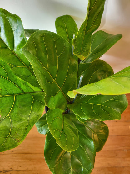 Ficus Lyrata Triple 'Fiddleleaf Fig' 20cm