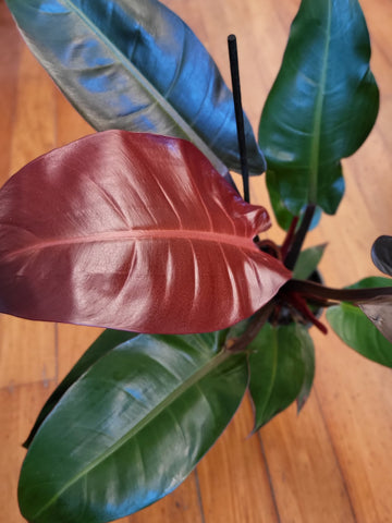 Philodendron Sun Red 14cm