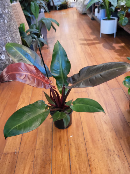Philodendron Sun Red 14cm
