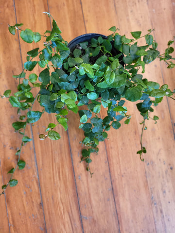 Ficus Pumila 12cm