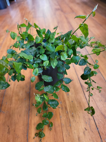 Ficus Pumila 12cm