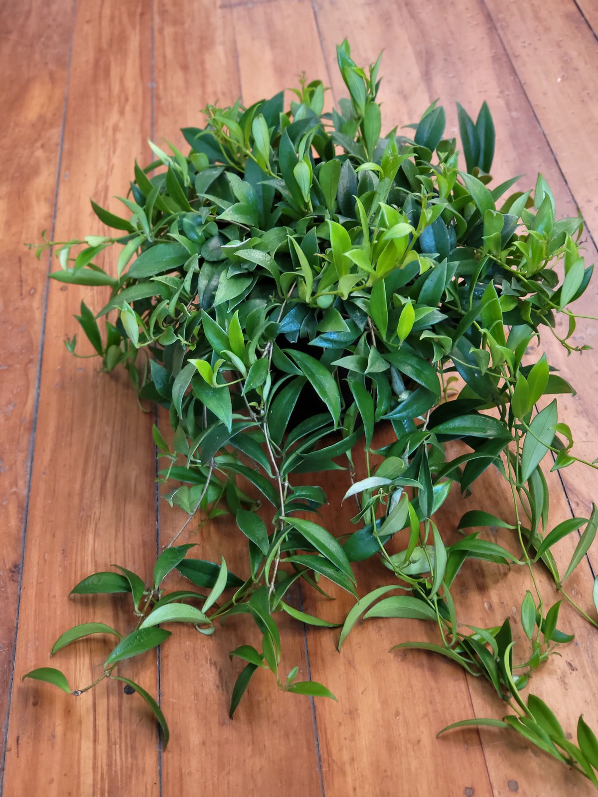 Aeschynanthus Splendens 'Lipstick Plant' 17cm Basket