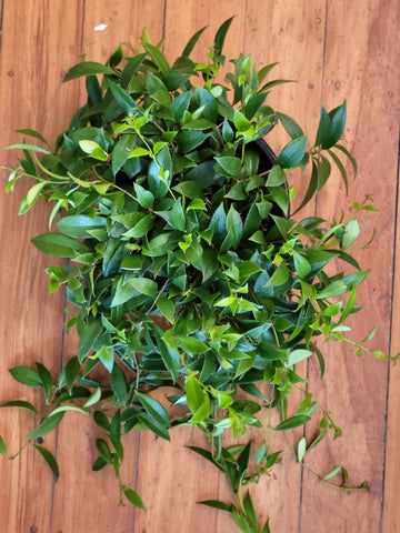 Aeschynanthus Splendens 'Lipstick Plant' 17cm Basket