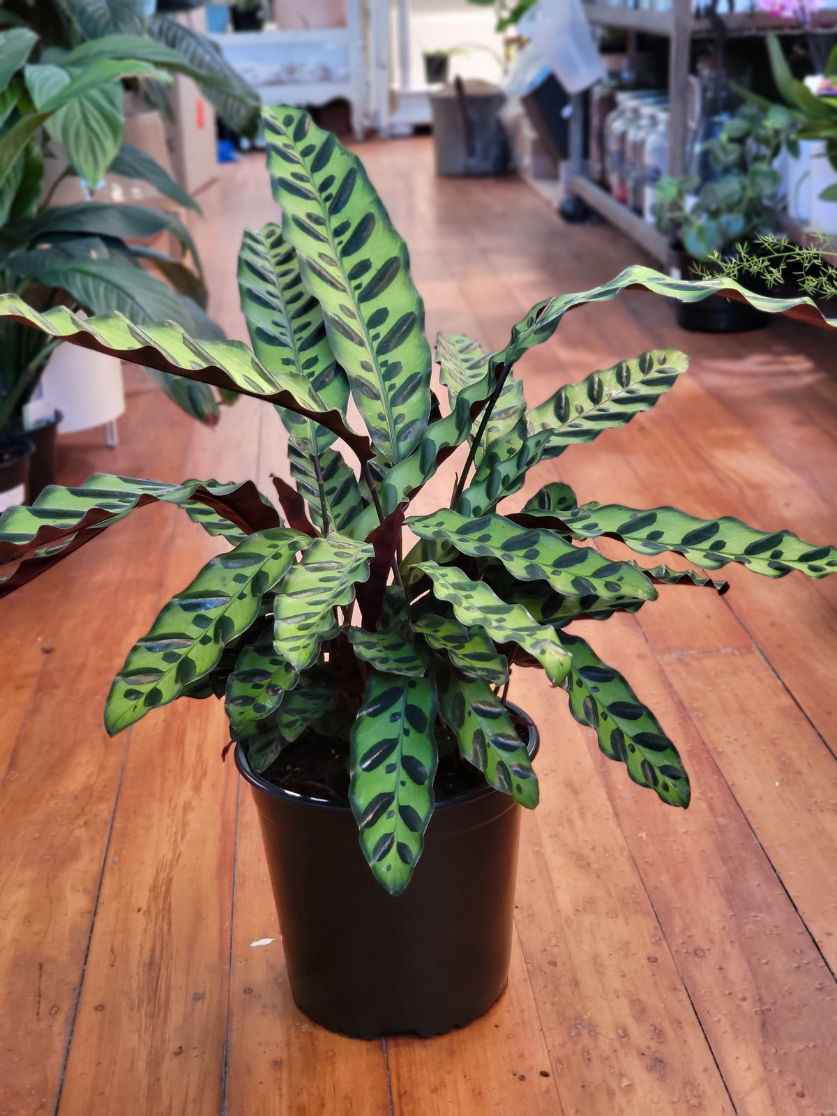 Calathea Rattlesnake 17cm