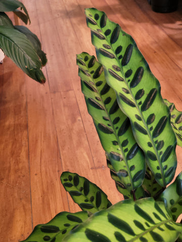 Calathea Rattlesnake 17cm