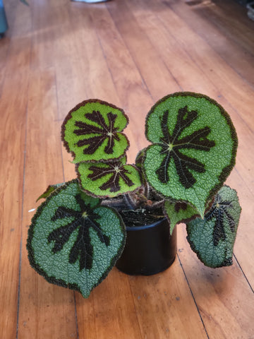 Begonia Mosoniana Mountain 14cm