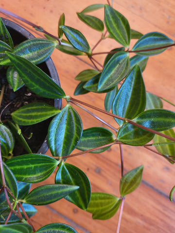 Peperomia Angulata 'Rocca Verde' 12cm