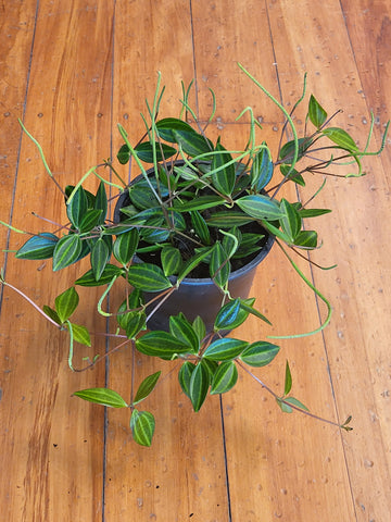 Peperomia Angulata 'Rocca Verde' 12cm