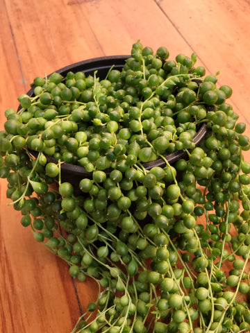 Senecio Rowleyanus - String of Pearls 12cm