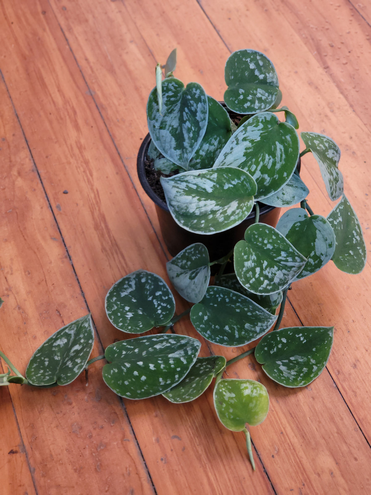 Scindapsus Pictus 'Silvery Ann' Pothos 14cm