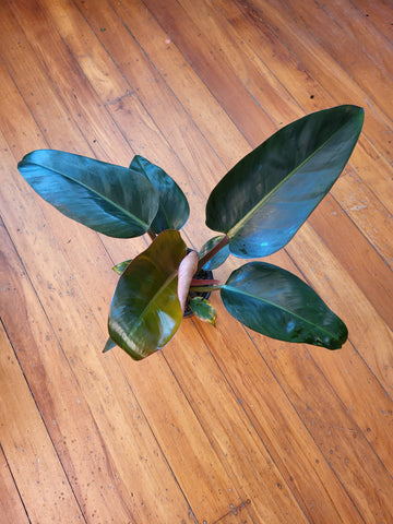 Philodendron - Rojo Congo 14cm