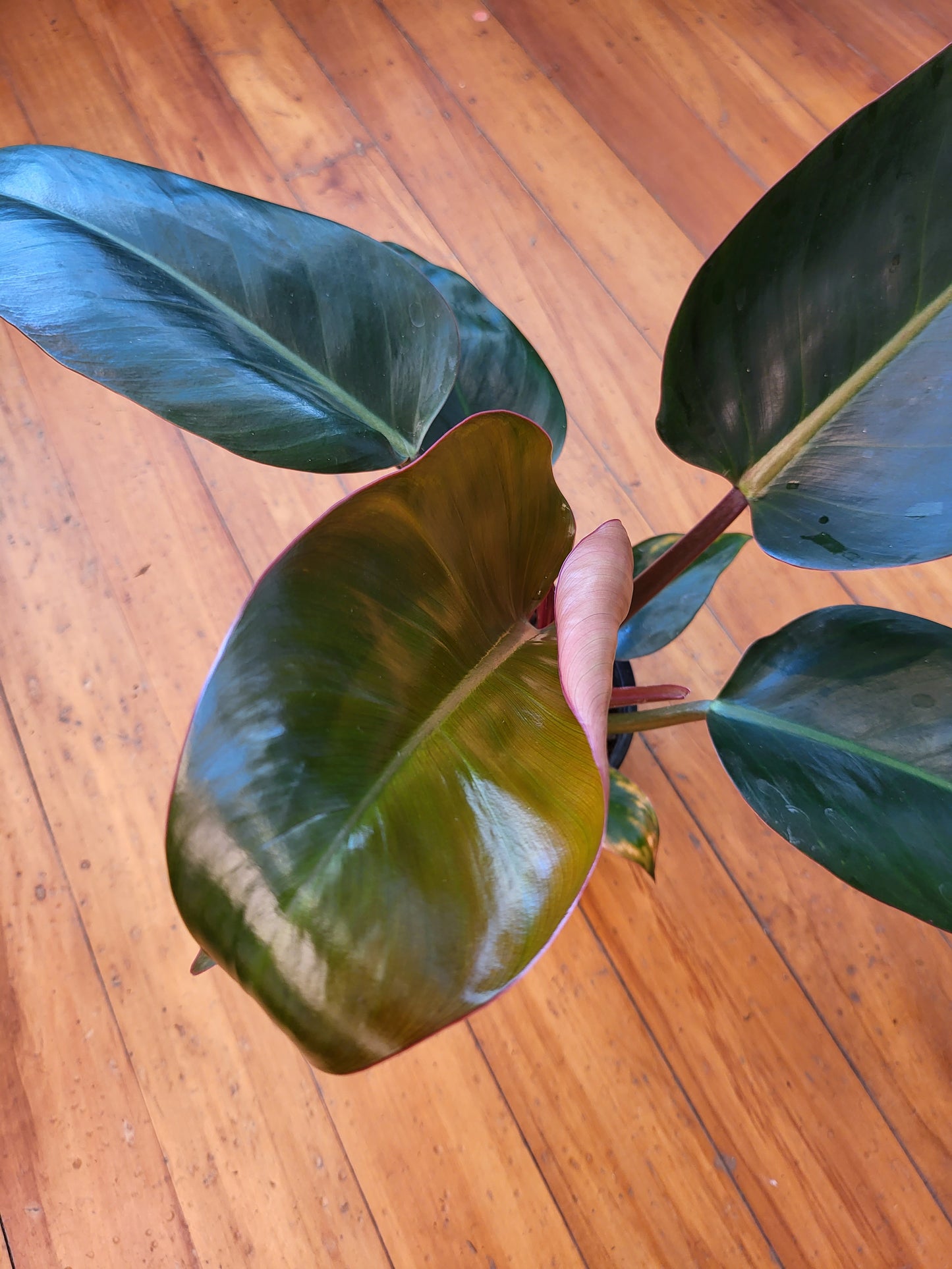 Philodendron - Rojo Congo 14cm