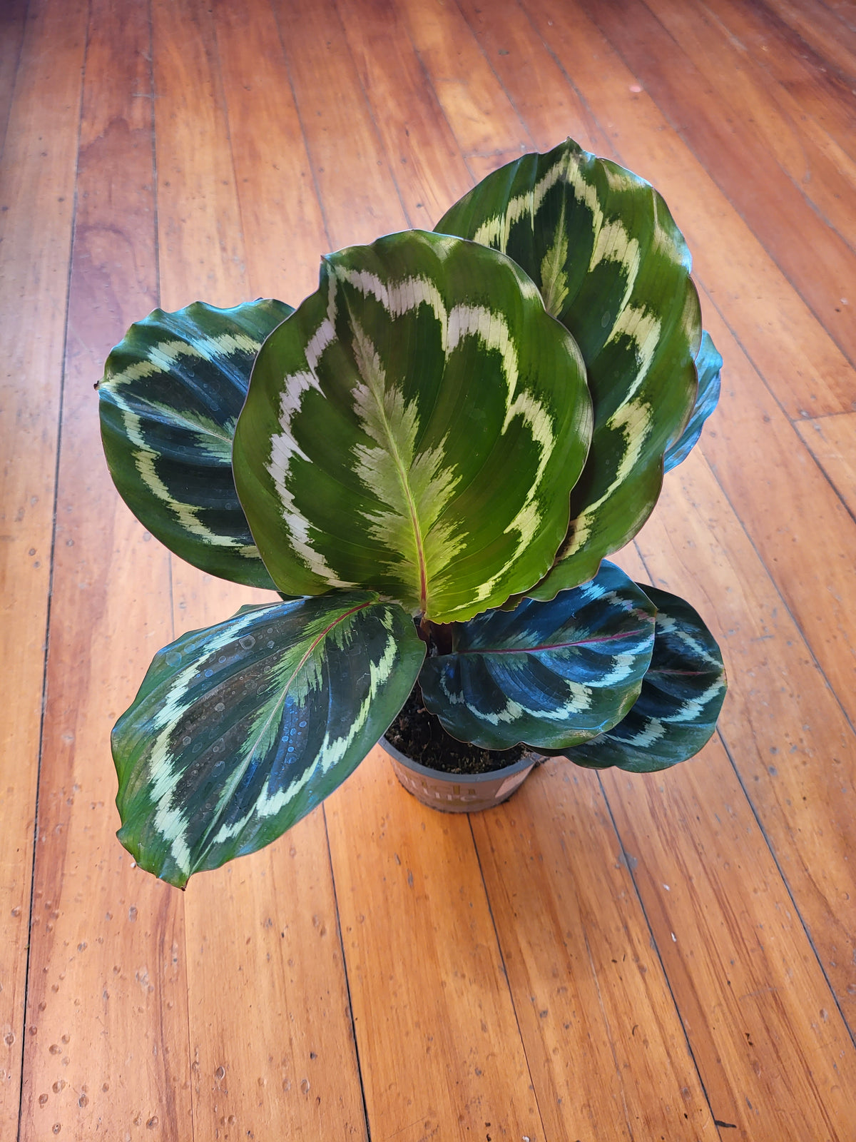 Calathea Medallion 12cm