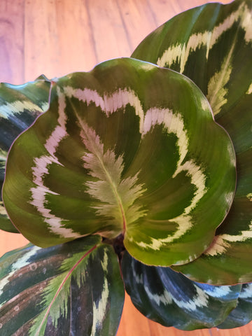 Calathea Medallion 12cm