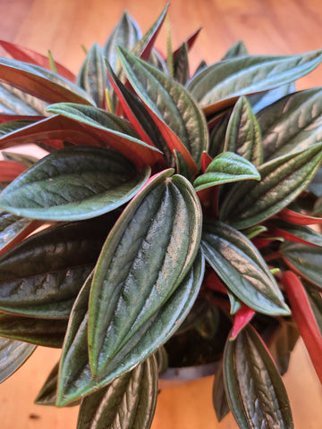 Peperomia Rosso 12cm